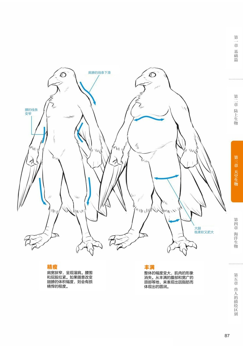 兽人的描绘方法 -从真实系兽人到抽象系兽人 - 第3.1话 天空生物 鸟兽人的画法 - 2