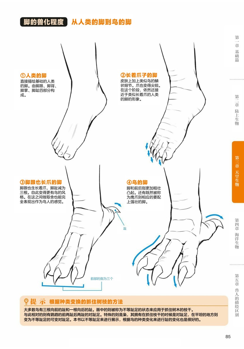 獸人的描繪方法 -從真實系獸人到抽象系獸人 - 第3.1話 天空生物 鳥獸人的畫法 - 5