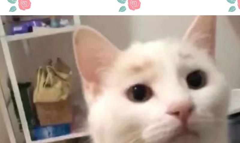 第62话 生病了-第64话