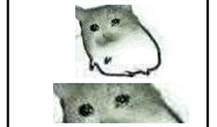 第44话 两个轩辕拓（下）-第48话