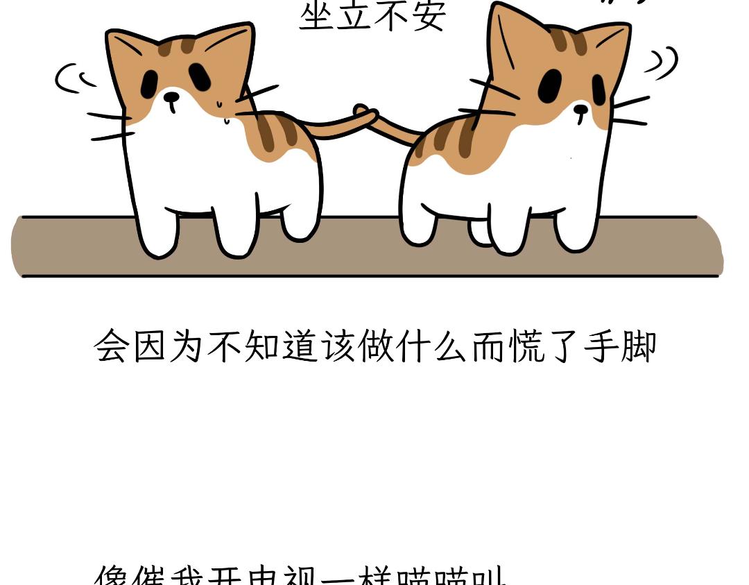 猫咪的娱乐生活-第10话