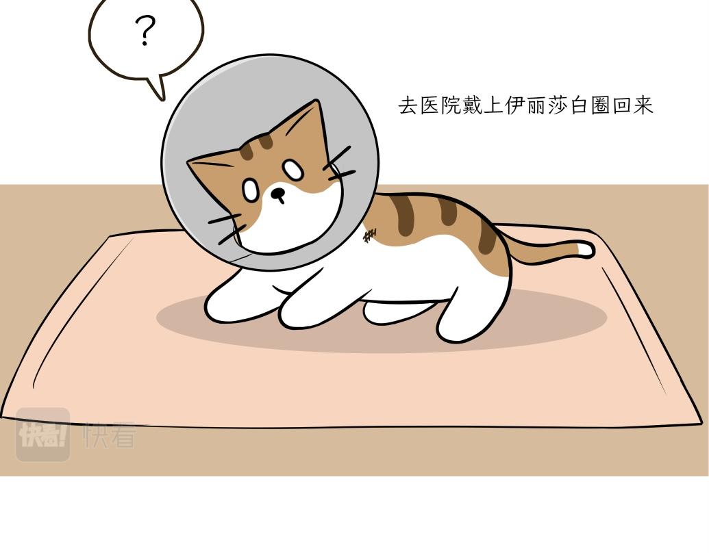 吐司貓咪POUNDCAT - 伊麗莎白圈 - 1