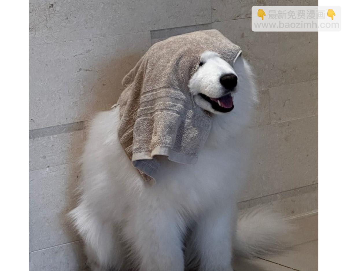 第36话 狗和猫的身体语言-第104话