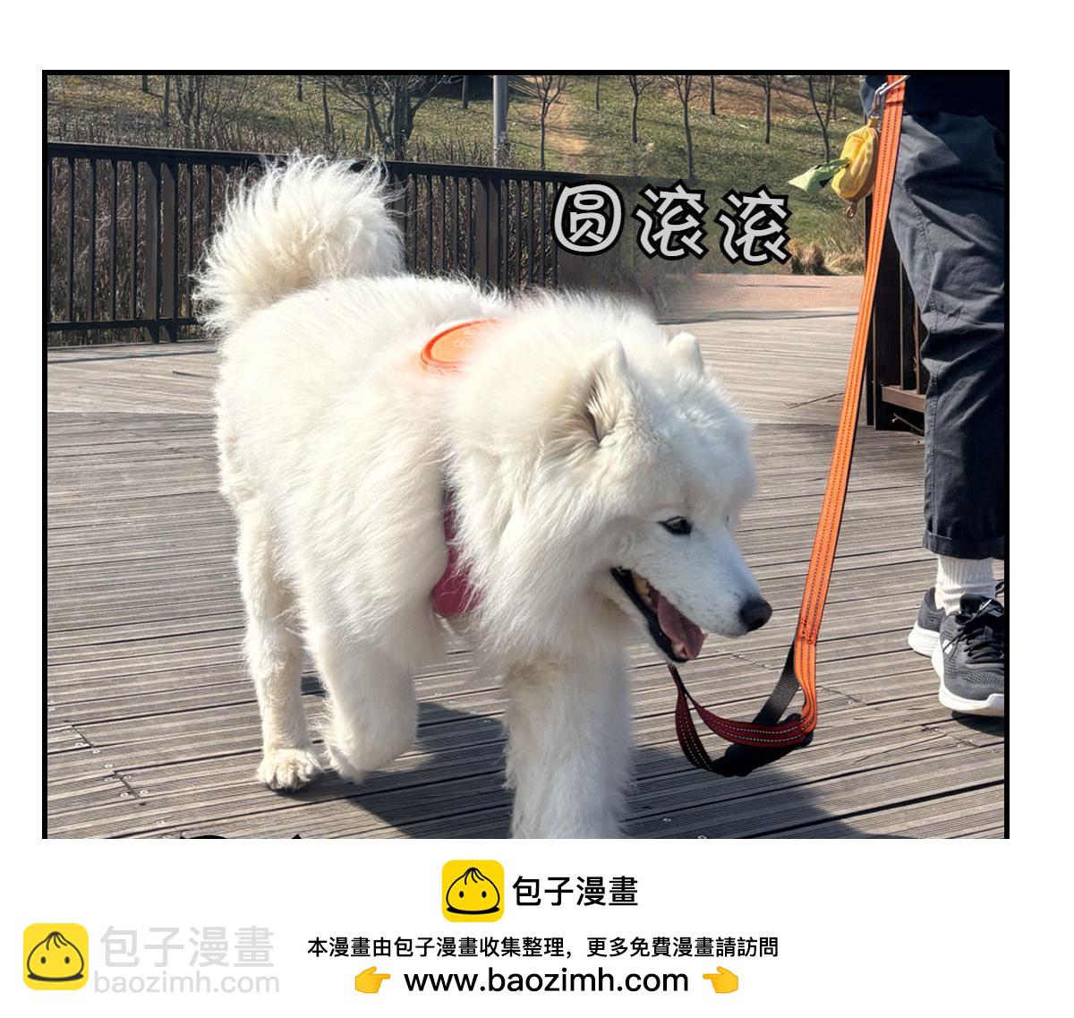 第64话 和狗狗朋友问好(1/2)-第132话