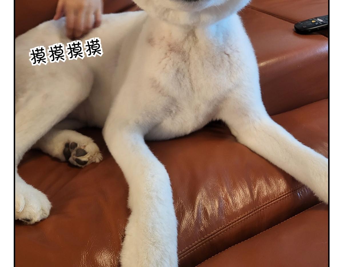 第6话 喂狗狗吃药粉的方法(1/2)-第74话