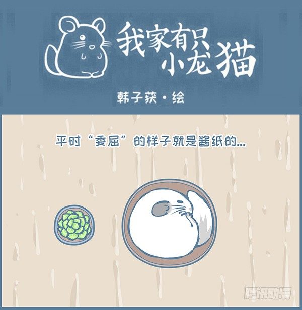 龙猫多肉的日常-第346话