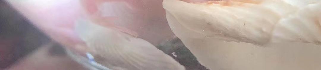 小兔桃桃 - 葵仔登場！ - 5