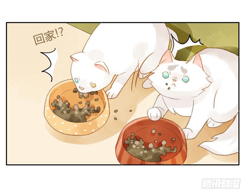 哪里来的猫（中）-第12话