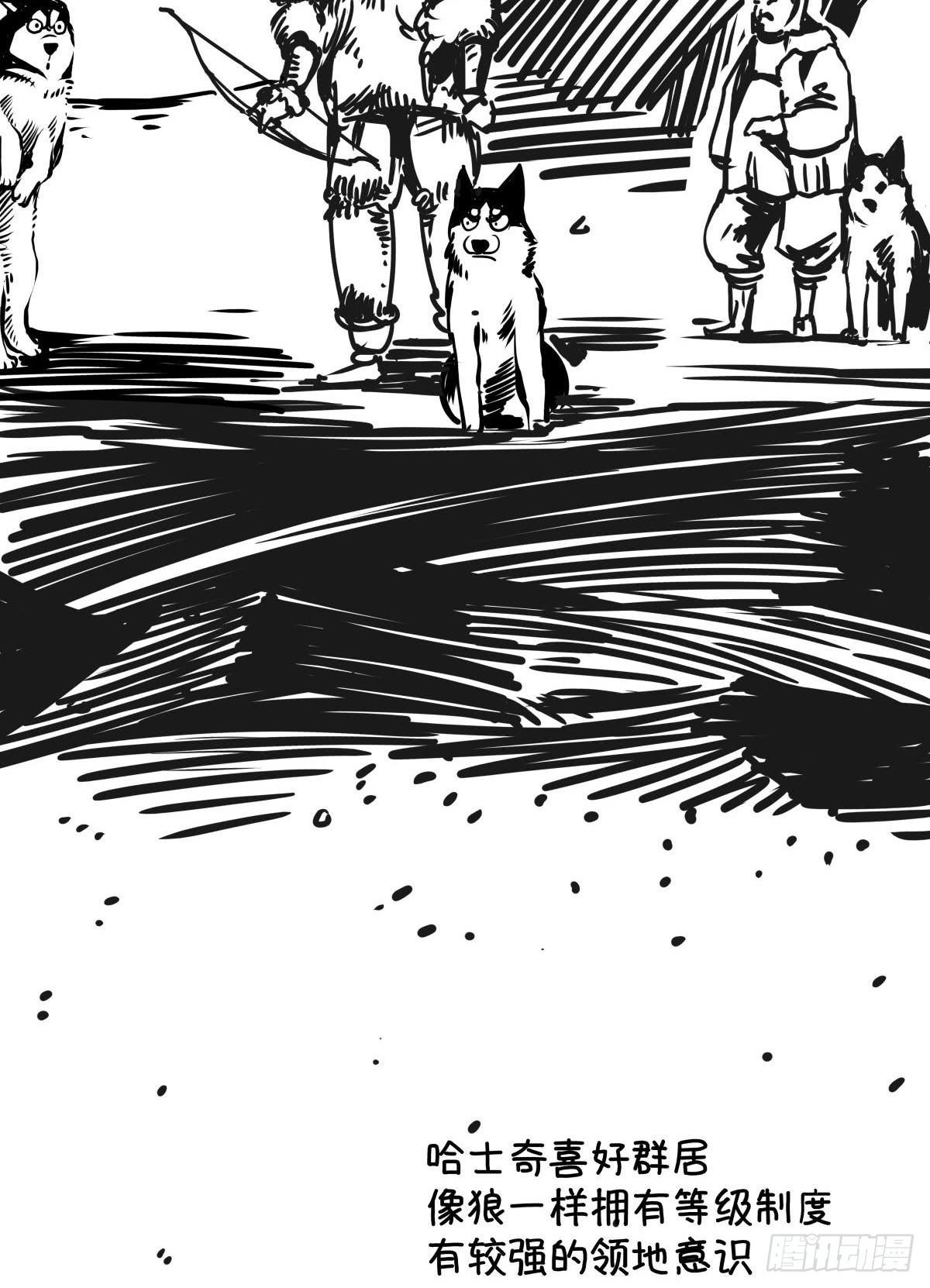 家里有矿啊，敢养哈士奇？(1/3)-第38话