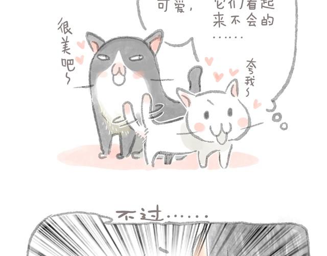 被猫鄙视智商的我-第6话