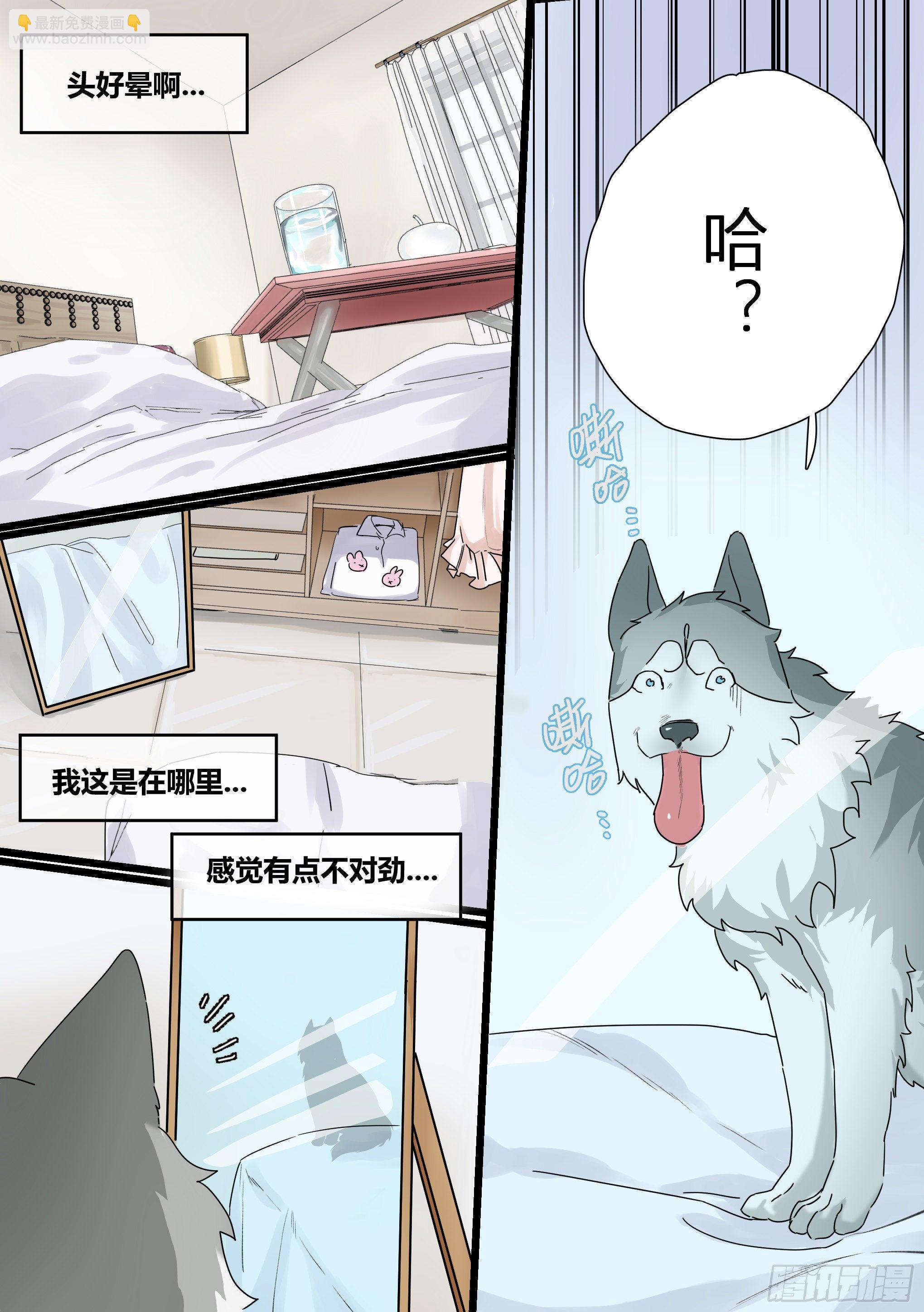 直播：女神家的哈士奇天秀 - 1-我爲什麼變成了狗？！ - 2