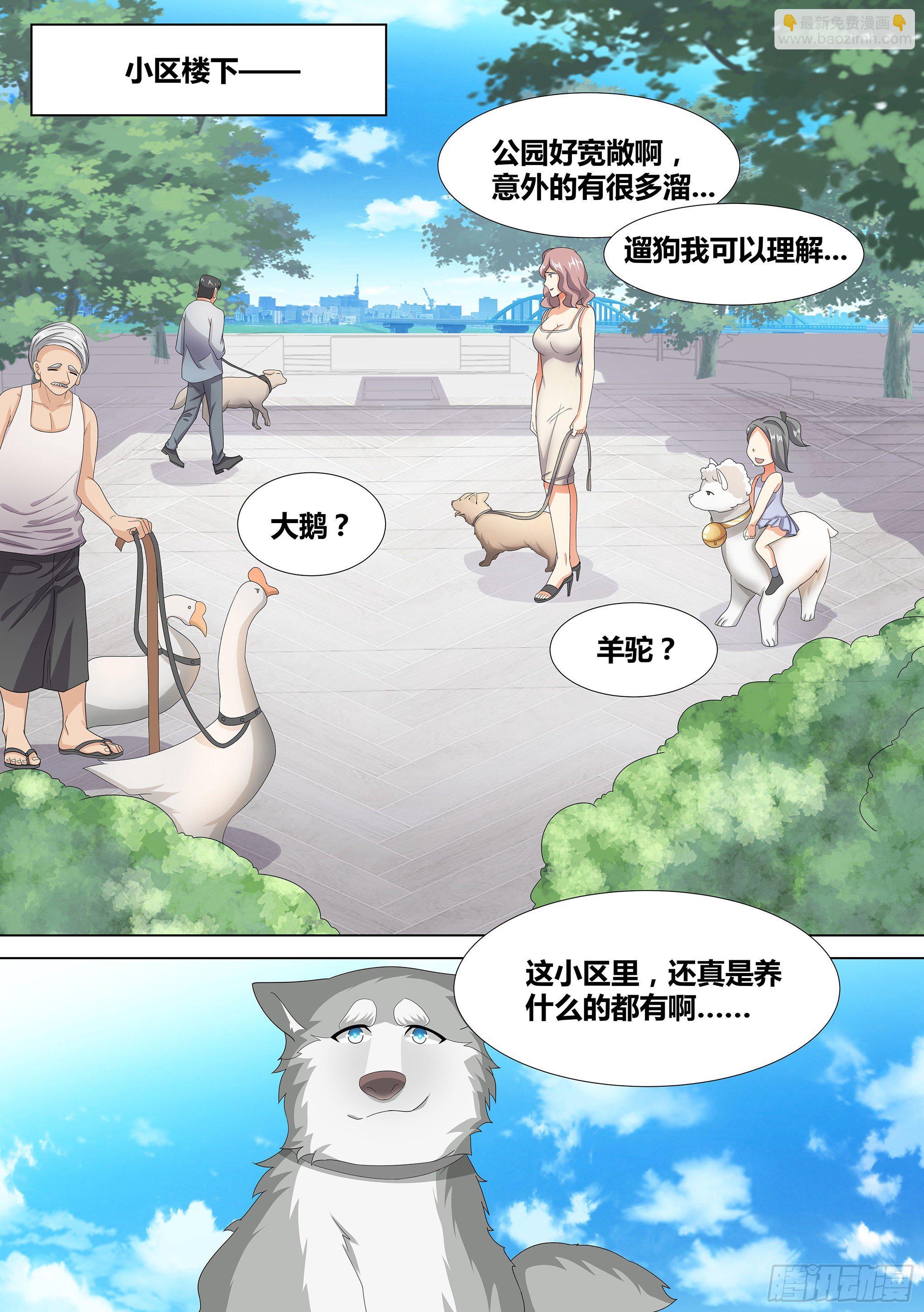 直播：女神家的哈士奇天秀 - 9-小區“惡霸” - 1