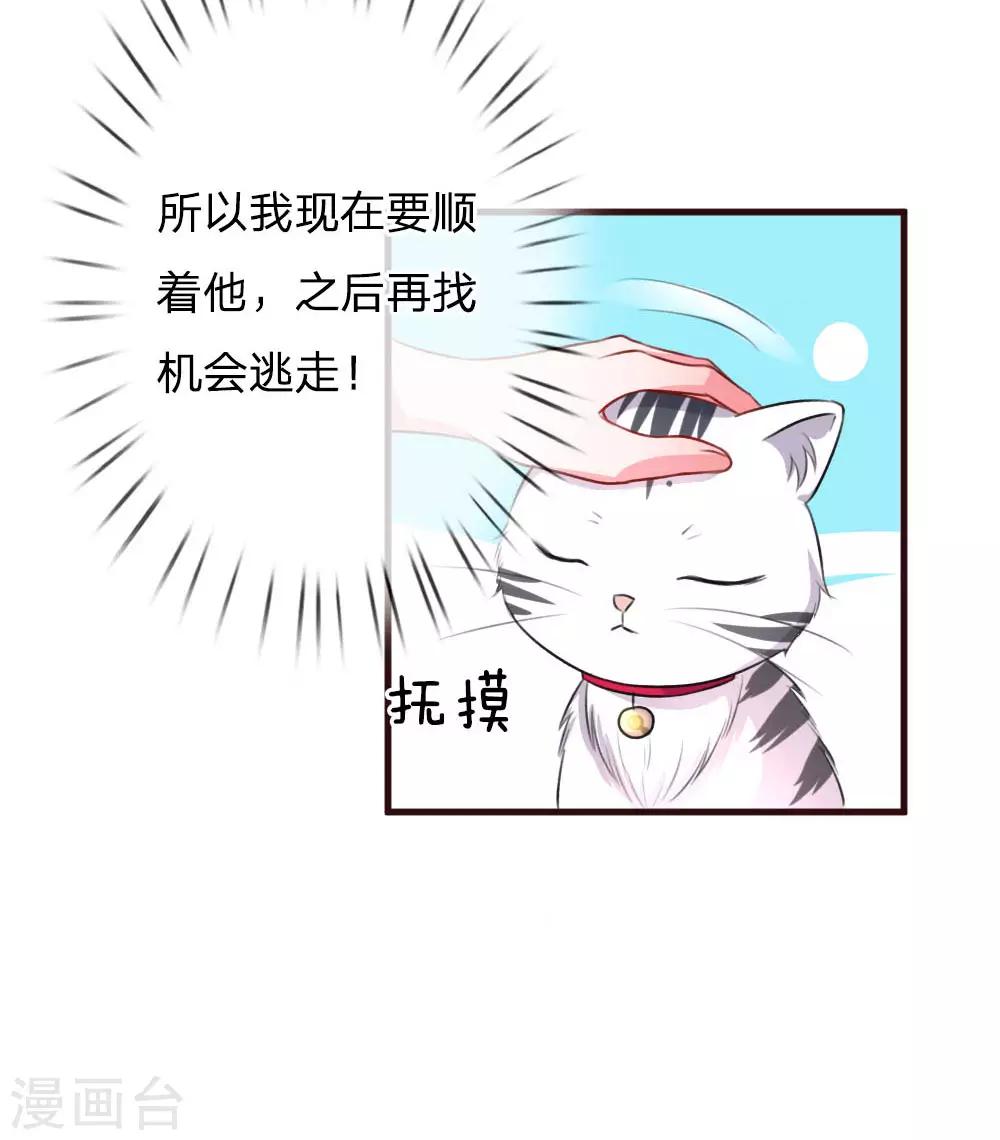 第77话 萌猫球球20