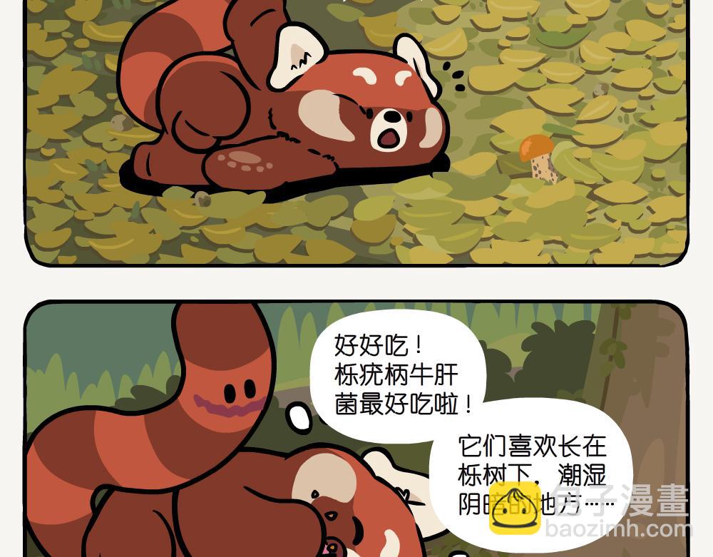 第52话 栎疣柄牛肝菌-第52话